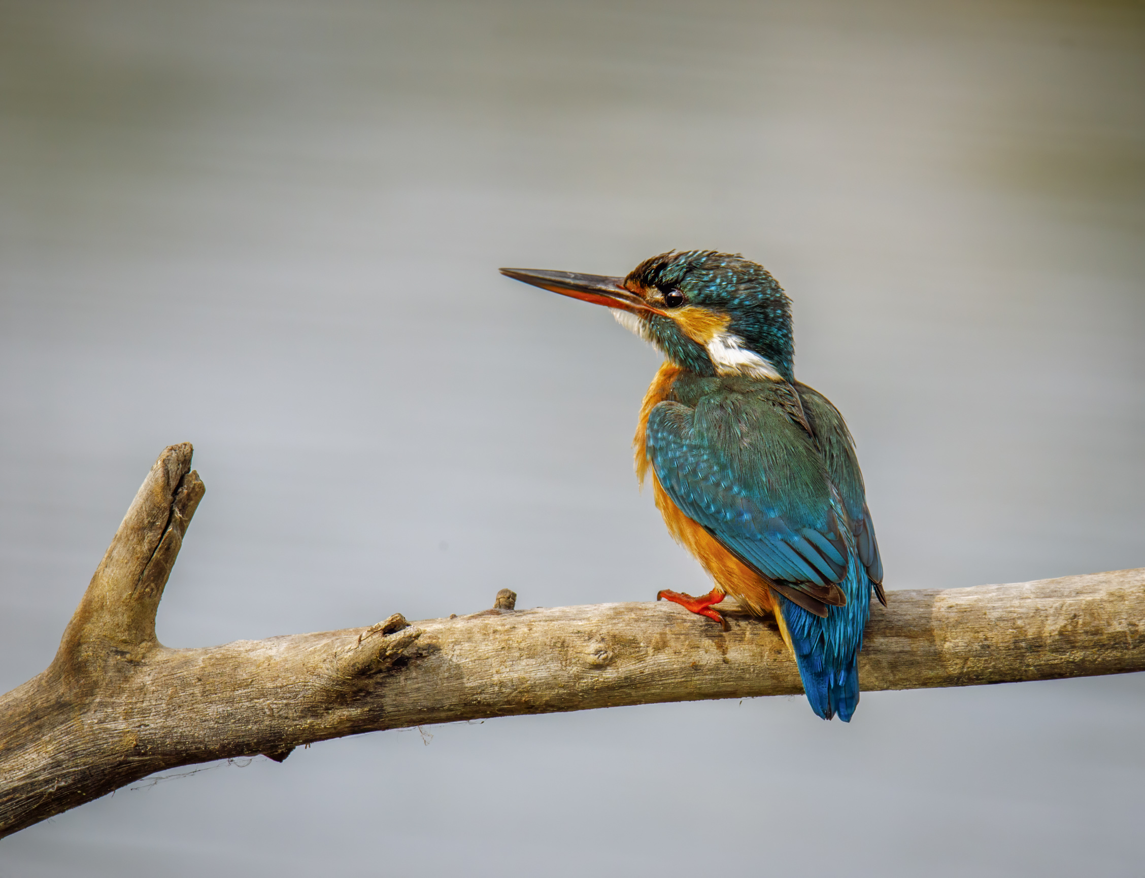 20201024-October 24, 2020-095751-2-095751-Edit.jpg